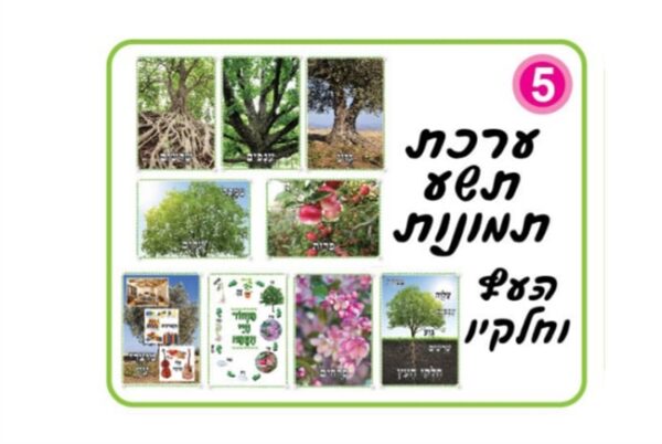 ערכת 9 תמונות העץ וחלקיו